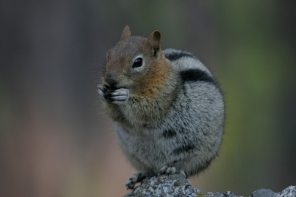 Golden-mantled ground squirrel 1