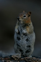 Golden-mantled ground squirrel 2
