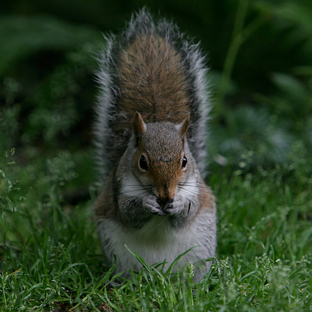 Grey squirrel 1