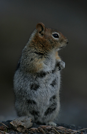 Golden-mantled ground squirrel 3