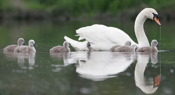 Mute Swan 4