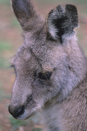 Eastern Grey Kangaroo 10