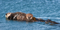 Sea Otter 3