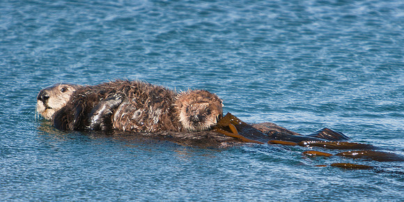Sea Otter 3