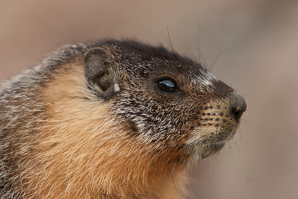 Marmot at Olmsted Point 1