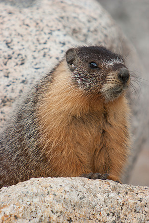 Marmot at Olmsted Point 4