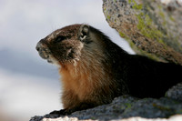 Marmot on Mount Hoffman 3