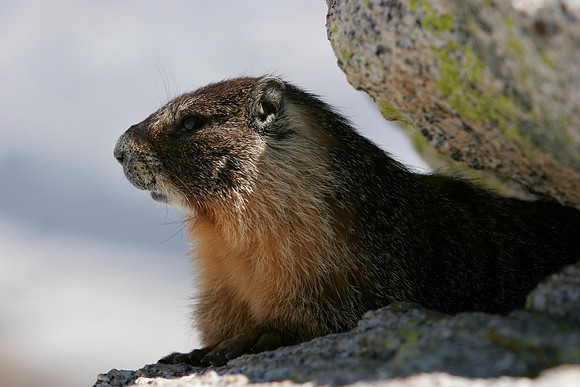 Marmot on Mount Hoffman 3