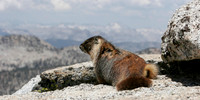 Marmot on Mount Hoffman 1