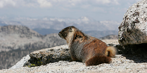 Marmot on Mount Hoffman 1