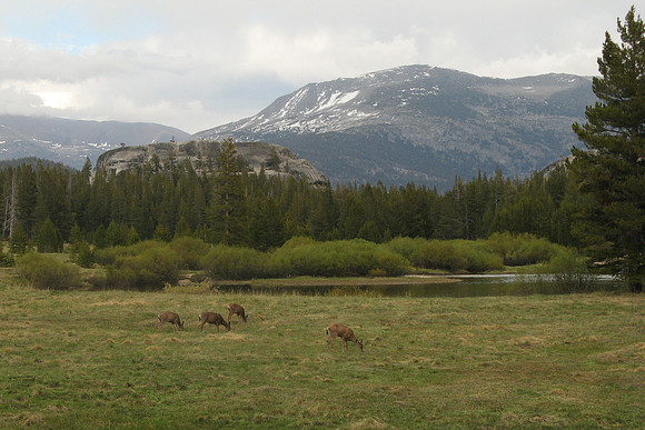 Mule deer at Tuolumne Meadow 1
