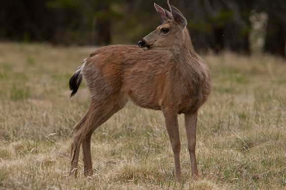 Mule deer at Tuolumne Meadow 6