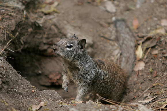 California ground squirrel 3