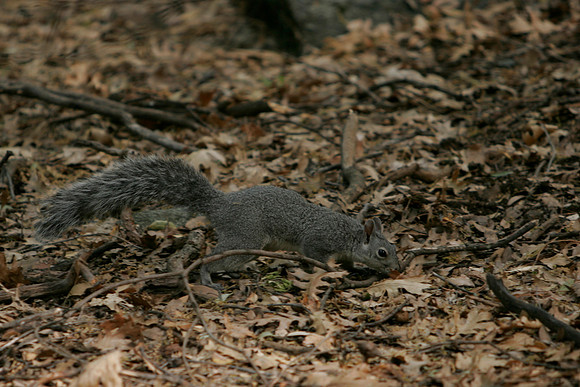 California ground squirrel 4