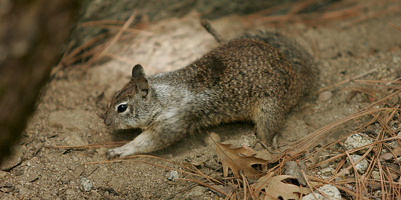 California ground squirrel 5