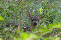 Mule deer fawn 1