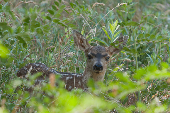Mule deer fawn 1