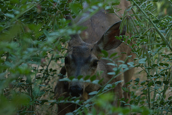 Mule deer hiding in brush 1