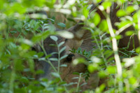 Mule deer hiding in brush 2