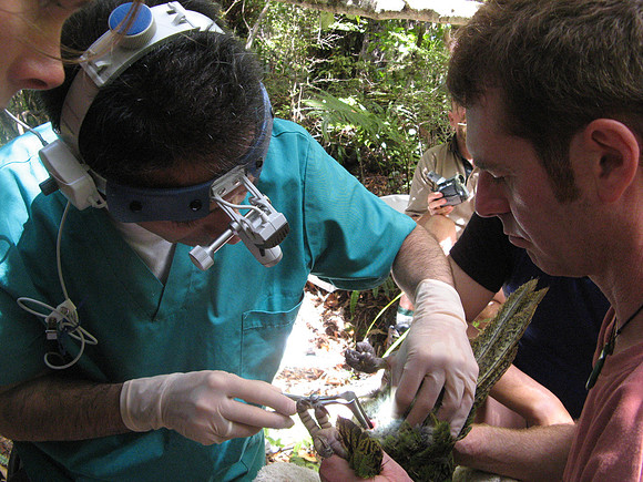 Kakapo conservation efforts, Codfish Island