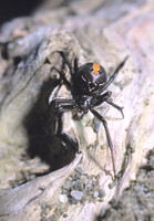 Katipo Spider 1