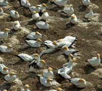 Australasian gannet colony 3