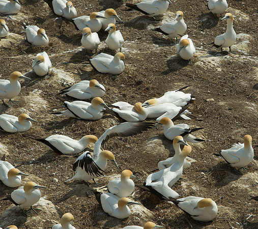 Australasian gannet colony 3