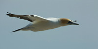 Australasian gannet in flight 4