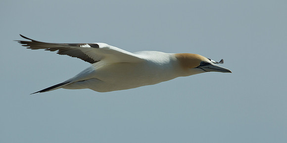 Australasian gannet in flight 4