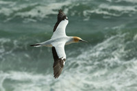 Australasian gannet in flight 7