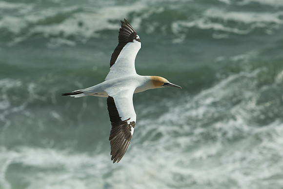 Australasian gannet in flight 7
