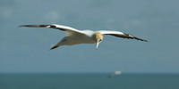 Australasian gannet in flight 8