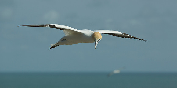 Australasian gannet in flight 8