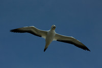 Australasian gannet in flight 9