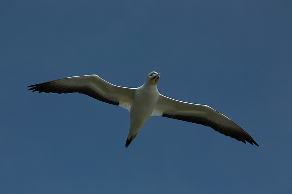 Australasian gannet in flight 9
