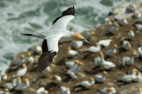 Australasian gannet soaring over colony 7