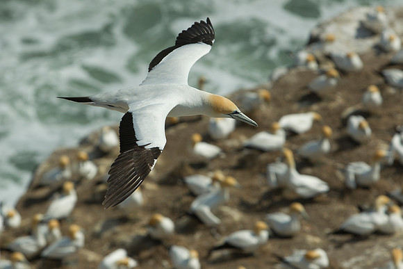 Australasian gannet soaring over colony 7