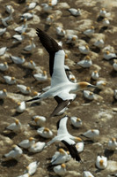 Australasian gannet soaring over colony 11
