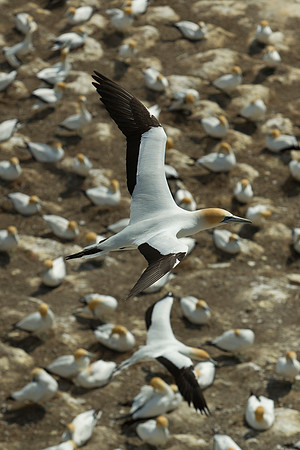 Australasian gannet soaring over colony 11