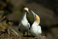 Australasian gannets nesting 1