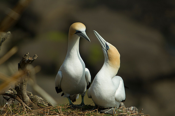 Australasian gannets nesting 1