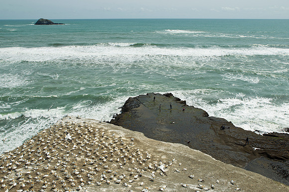 Muriwai gannet colony 4