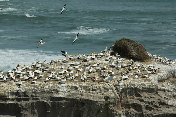 Muriwai gannet colony 6