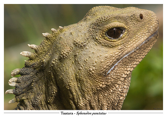 Tuatara