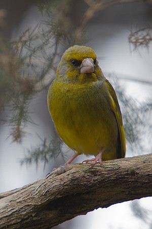 Greenfinch 1