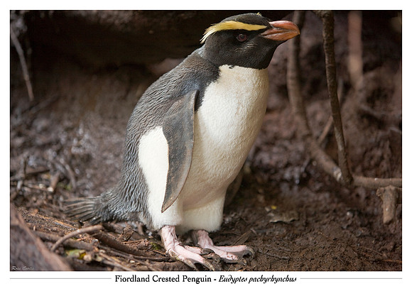 Fiordland Crested PEnguin