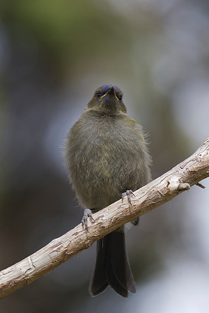 Bellbird juvenile 2