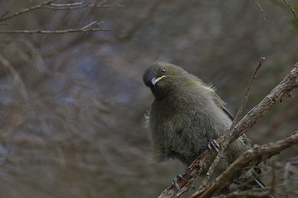 Bellbird juvenile 1