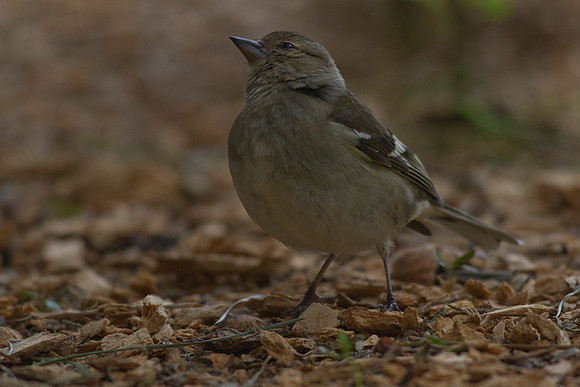 Chaffinch 2