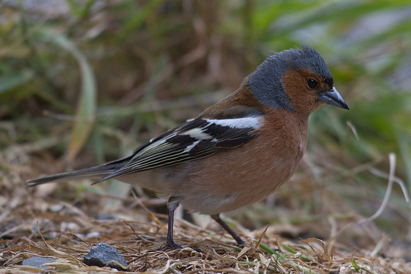 Chaffinch 3